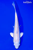6" PLATINUM OGON