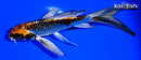 5.25" BENI GINGA BUTTERFLY