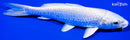 6" PLATINUM OGON