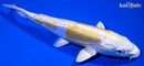 8" DOITSU LEMON HARIWAKE