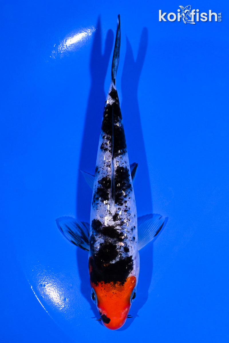 5.25" GINRIN SANKE
