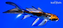 5.25" BENI GINGA BUTTERFLY