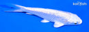 4.5" GINRIN PLATINUM OGON