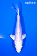 4.5" GINRIN PLATINUM OGON