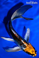 5.25" BENI GINGA BUTTERFLY
