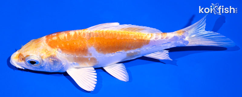 5" KIKUSUI