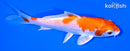 4.5" HARIWAKE