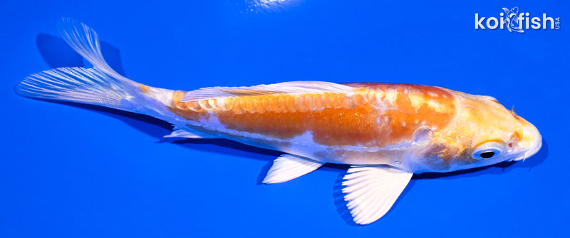 5" KIKUSUI