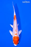5" HARIWAKE
