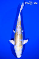 8" DOITSU LEMON HARIWAKE