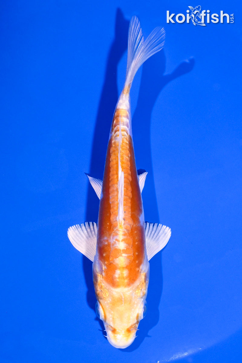 5" KIKUSUI