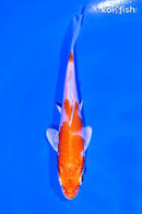 4.5" HARIWAKE