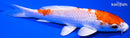 5" HARIWAKE