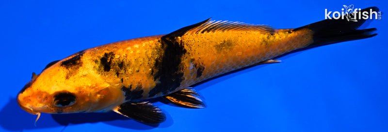5.25" HI UTSURI