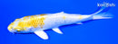 4.5" LEMON HARIWAKE