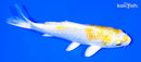 4.5" LEMON HARIWAKE