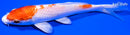 5" HARIWAKE