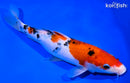 8.75" SANKE