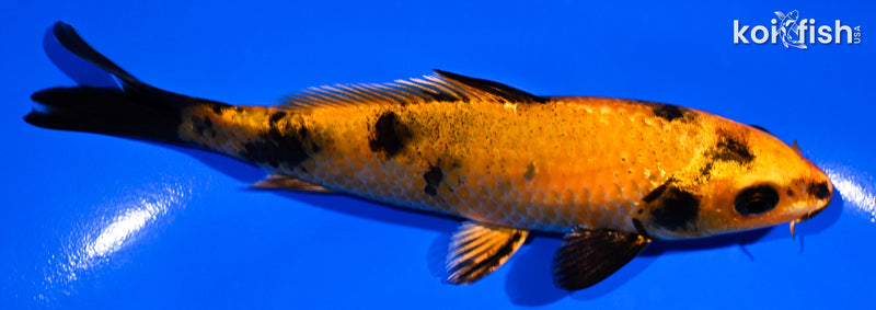 5.25" HI UTSURI