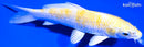 5.5" LEMON HARIWAKE