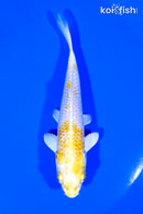 4.5" LEMON HARIWAKE