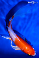 5.75" HARIWAKE BUTTERFLY