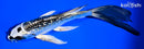 5.75" GINRIN GIN MATSUBA BUTTERFLY