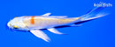 4.75" HARIWAKE BUTTERFLY