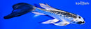 5.75" GINRIN GIN MATSUBA BUTTERFLY