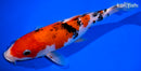 8.75" SANKE