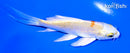 4.75" HARIWAKE BUTTERFLY