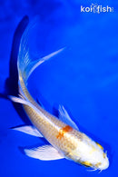 4.75" HARIWAKE BUTTERFLY