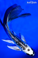 5.75" GINRIN GIN MATSUBA BUTTERFLY
