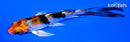 4.75" YAMATO NISHIKI BUTTERFLY