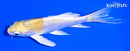 5.25" LEMON HARIWAKE BUTTERFLY