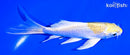 5.25" LEMON HARIWAKE BUTTERFLY