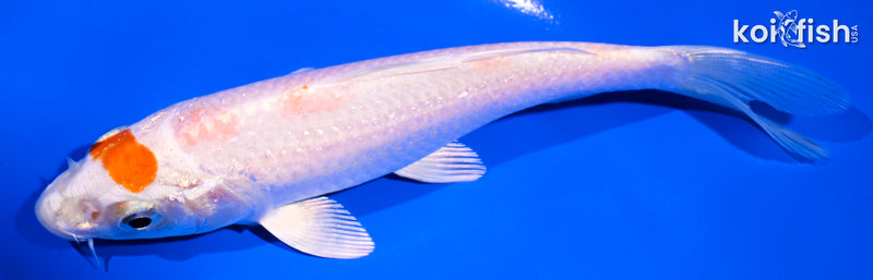 5.5" HARIWAKE