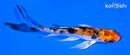 4.75" YAMATO NISHIKI BUTTERFLY