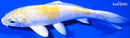 5.5" LEMON HARIWAKE