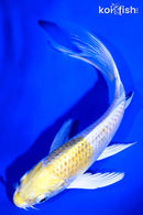 5.25" LEMON HARIWAKE BUTTERFLY