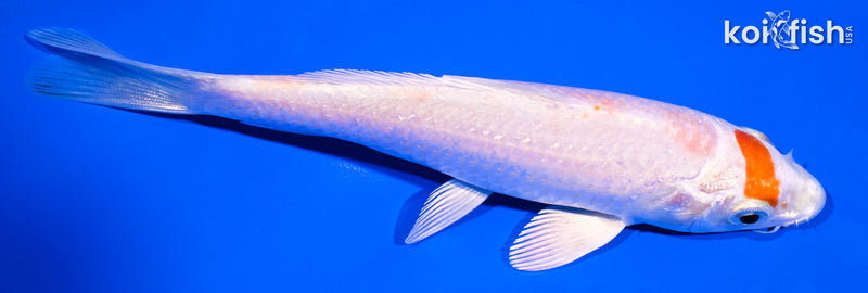 5.5" HARIWAKE
