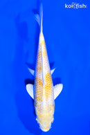 5.5" LEMON HARIWAKE