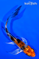 4.75" YAMATO NISHIKI BUTTERFLY