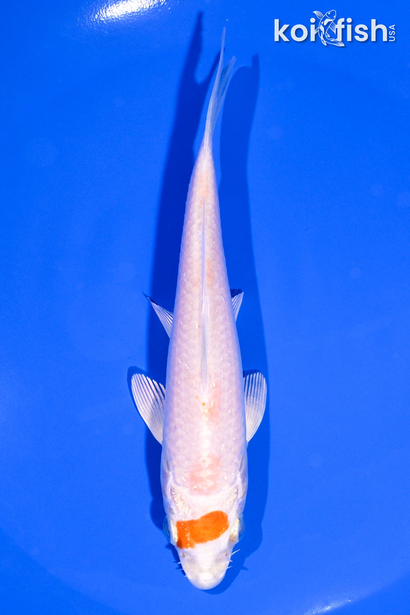 5.5" HARIWAKE