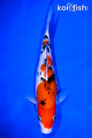 8.75" SANKE