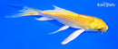 4.5" YAMABUKI OGON BUTTERFLY