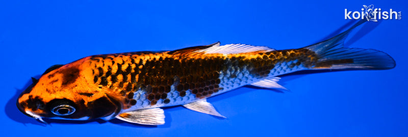 5.25" BENI GINGA