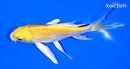 4.5" YAMABUKI OGON BUTTERFLY