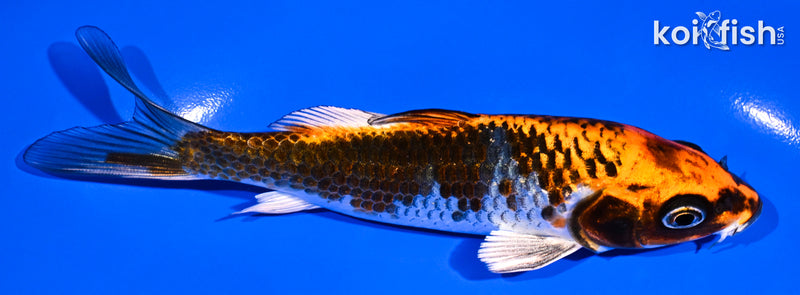 5.25" BENI GINGA
