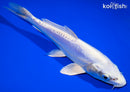 8.25" DOITSU PLATINUM OGON